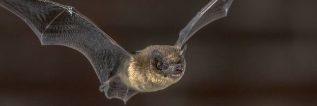 Qu’est-ce qui attire les chauves-souris ? Qu’est-ce qui attire les chauves-souris ?