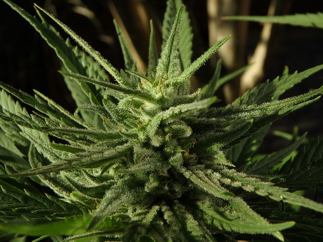 Quel est l’effet du CBD ? Quel est l’effet du CBD ?